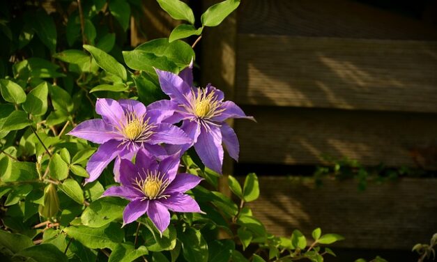 10 Front Garden Design Guidelines