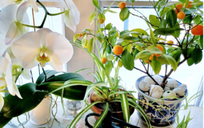 Indoor Plant Tips
