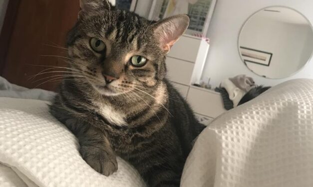 Charlotte – Cat of the Month