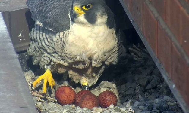 Peregrine Falcons Return to Downtown Nest