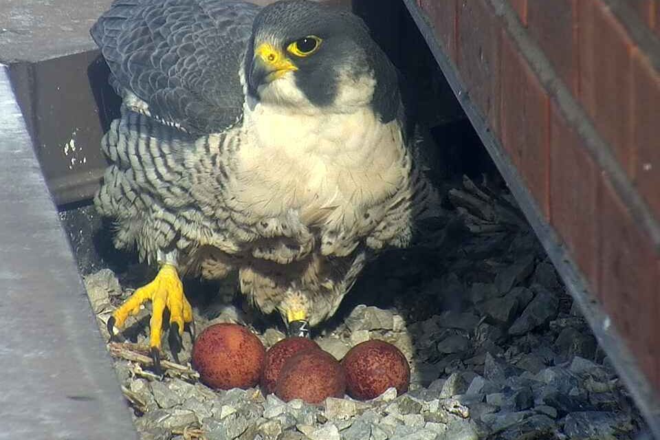 Peregrine Falcons Return to Downtown Nest