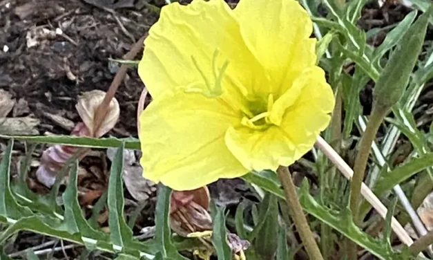 An Evening Encounter with a Primrose