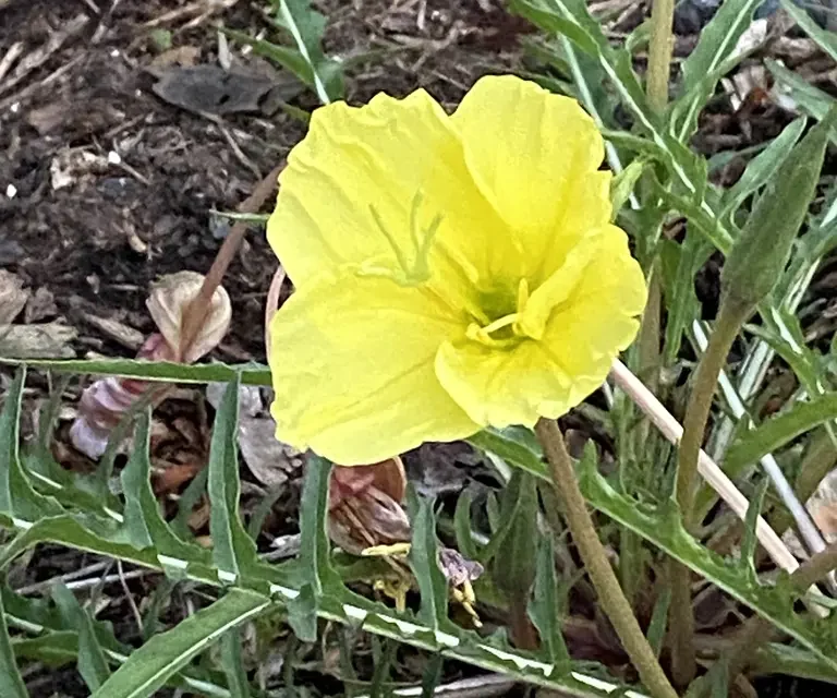An Evening Encounter with a Primrose